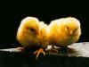 CHICKS.JPG (45694 bytes)