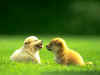 DOG_0076.JPG (25669 bytes)