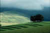 Greeny1.JPG (87635 bytes)