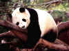 Panda.jpg (87182 bytes)