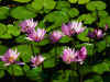 Water lilies.jpg (83794 bytes)